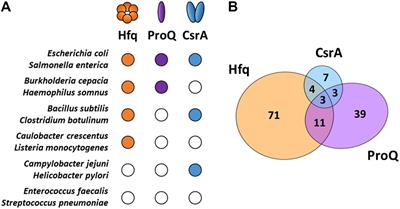 RNA-Binding Proteins Driving the Regulatory Activity of Small Non-coding RNAs in Bacteria